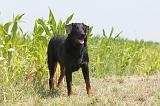 BEAUCERON 004